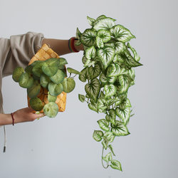 Wall-Mounted Fake Green Plant Flower Vine Wall Decoration, Artificial Plant, Simulated Flower, Light Luxury Decoration, Hanging Fake Vine