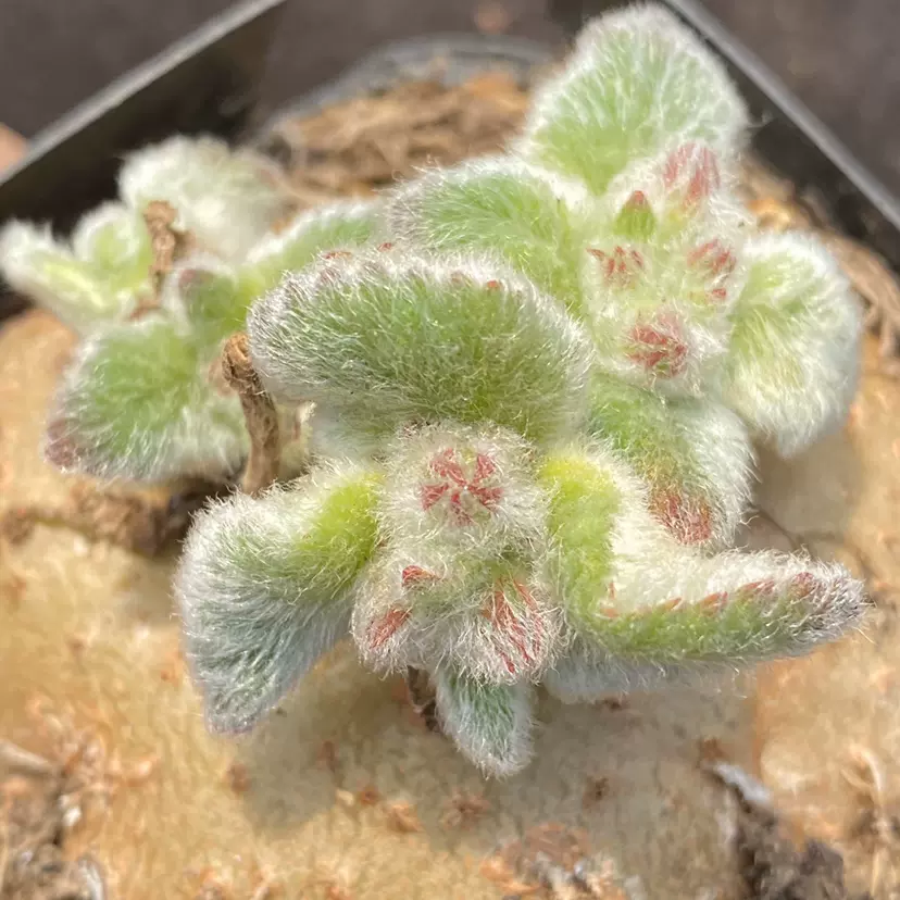断崖王子 多肉植物 一物一拍