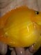 Tropical ornamental fish Golden parrot Live fish Blood red Yuanbao Plum blossom God of wealth fish fortune fish map silver dragon
