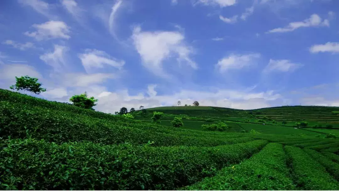 大明山茶园景区图片