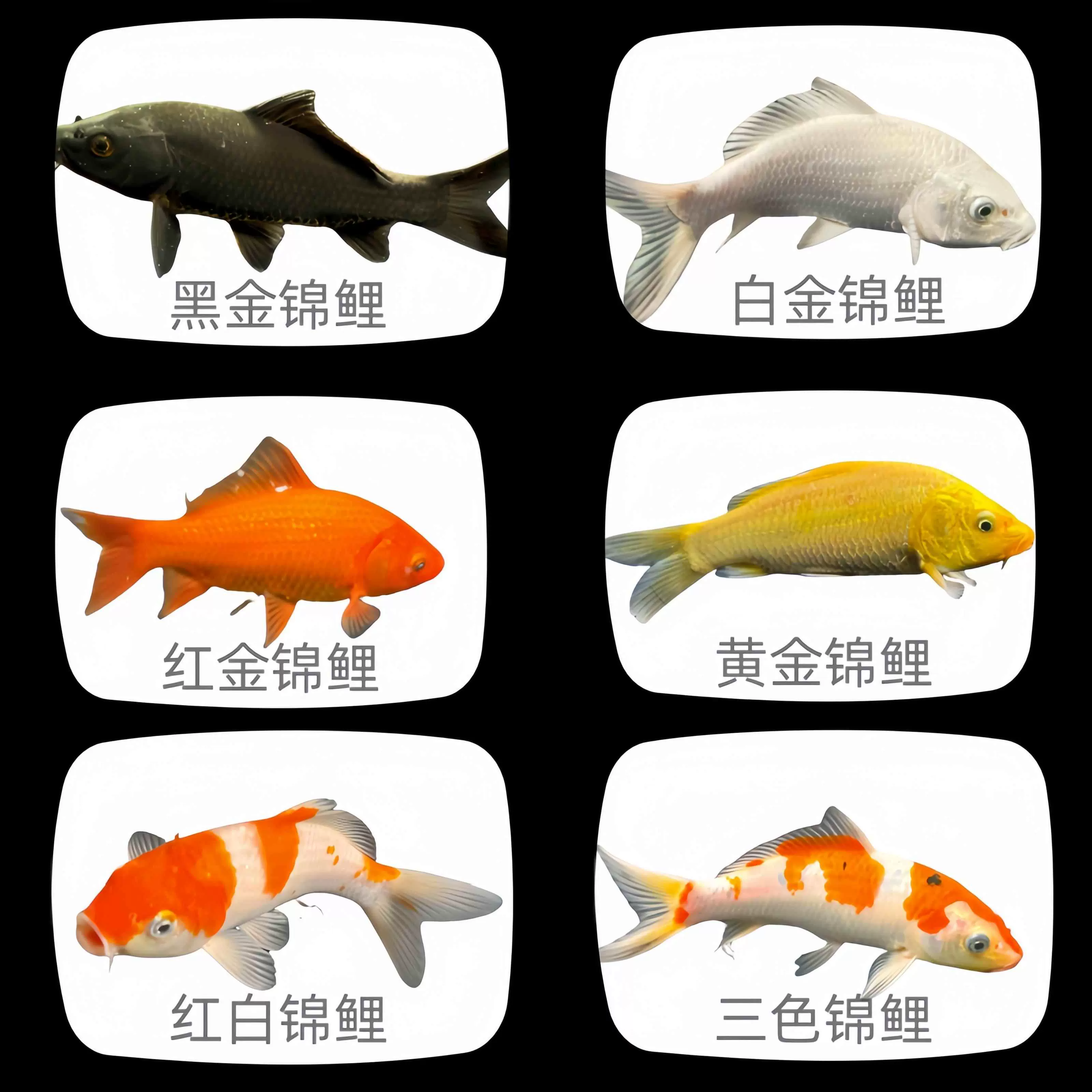 锦鲤鱼活鱼冷水淡水鱼苗观赏鱼金鱼小型好养耐活红鲤鱼纯种小锦鲤