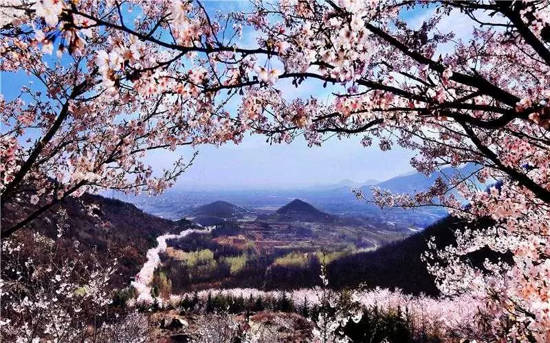 樱花山风景区