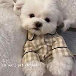 Korean Style Pet Puppy and Kitten Pajamas for Teddy, Bichon, Schnauzer, Pomeranian, Chihuahua, Spring and Summer Clothing