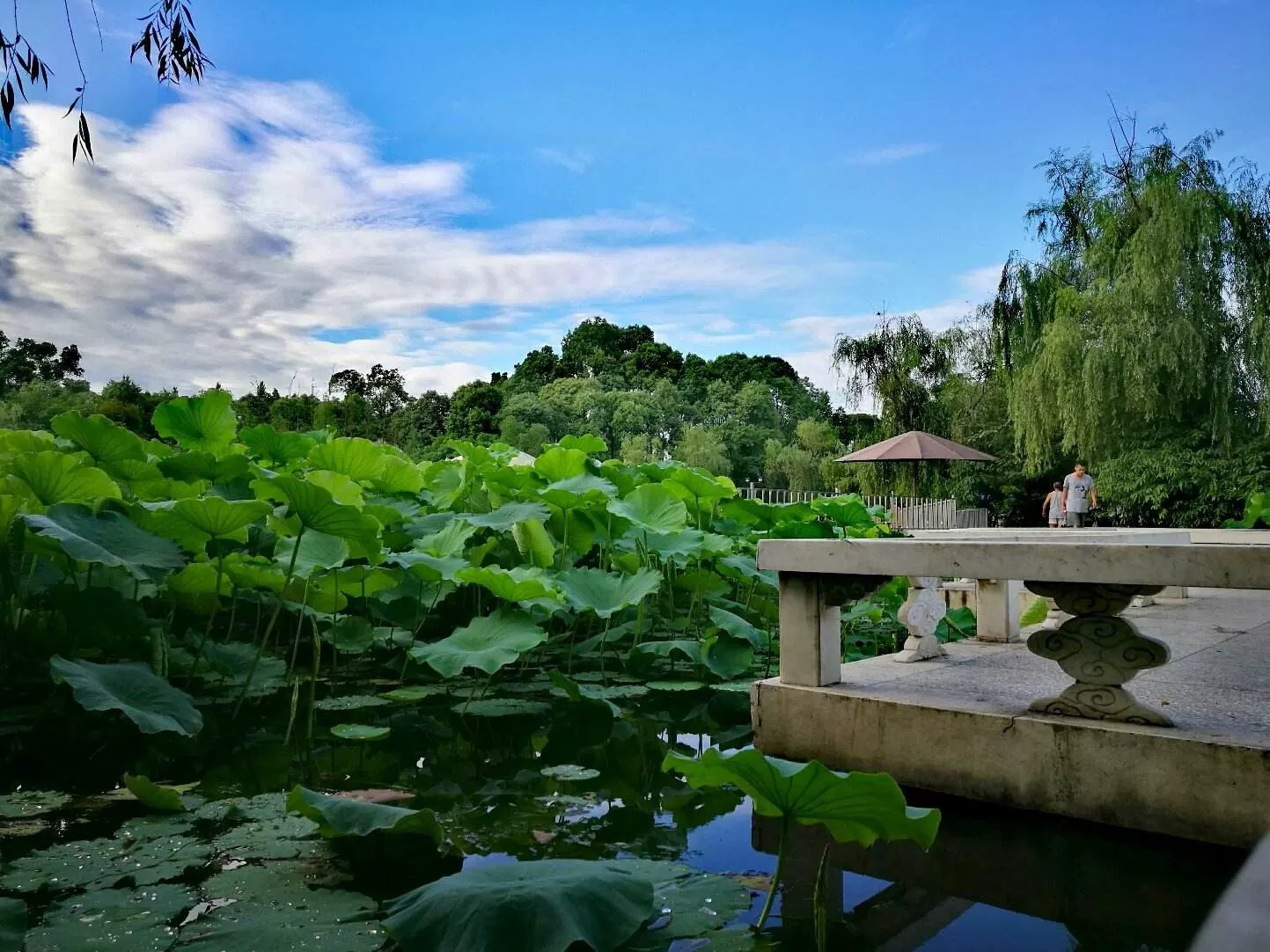 宝光桂湖文化旅游区图片