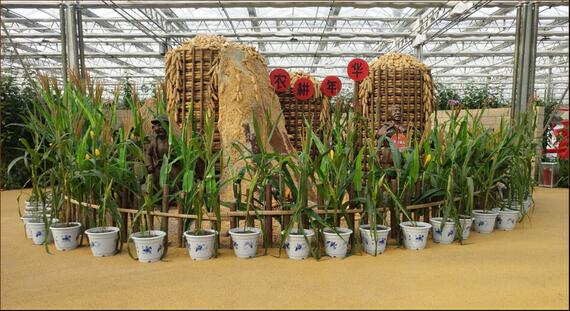 南和农业嘉年华