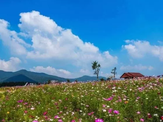 紫海薰衣草庄园图片