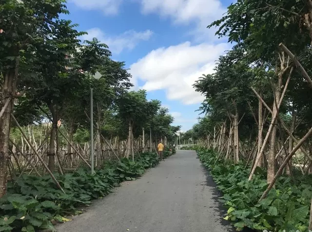 东岸湿地公园图片