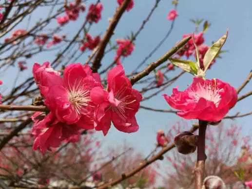 小榄荼薇园图片