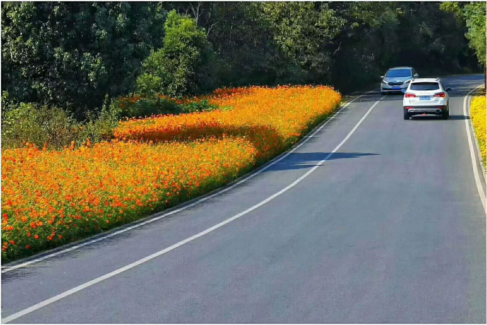 池州杏花村图片