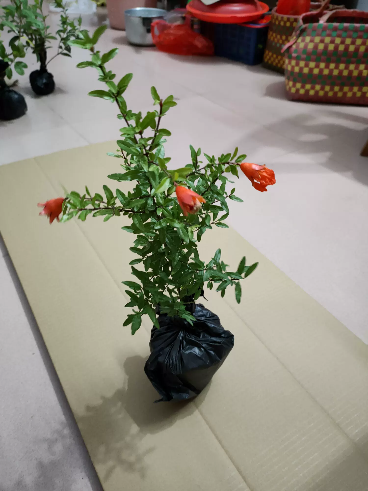 石榴花盆栽观赏果树苗室内盆景四季开花植物室外庭院阳台绿植