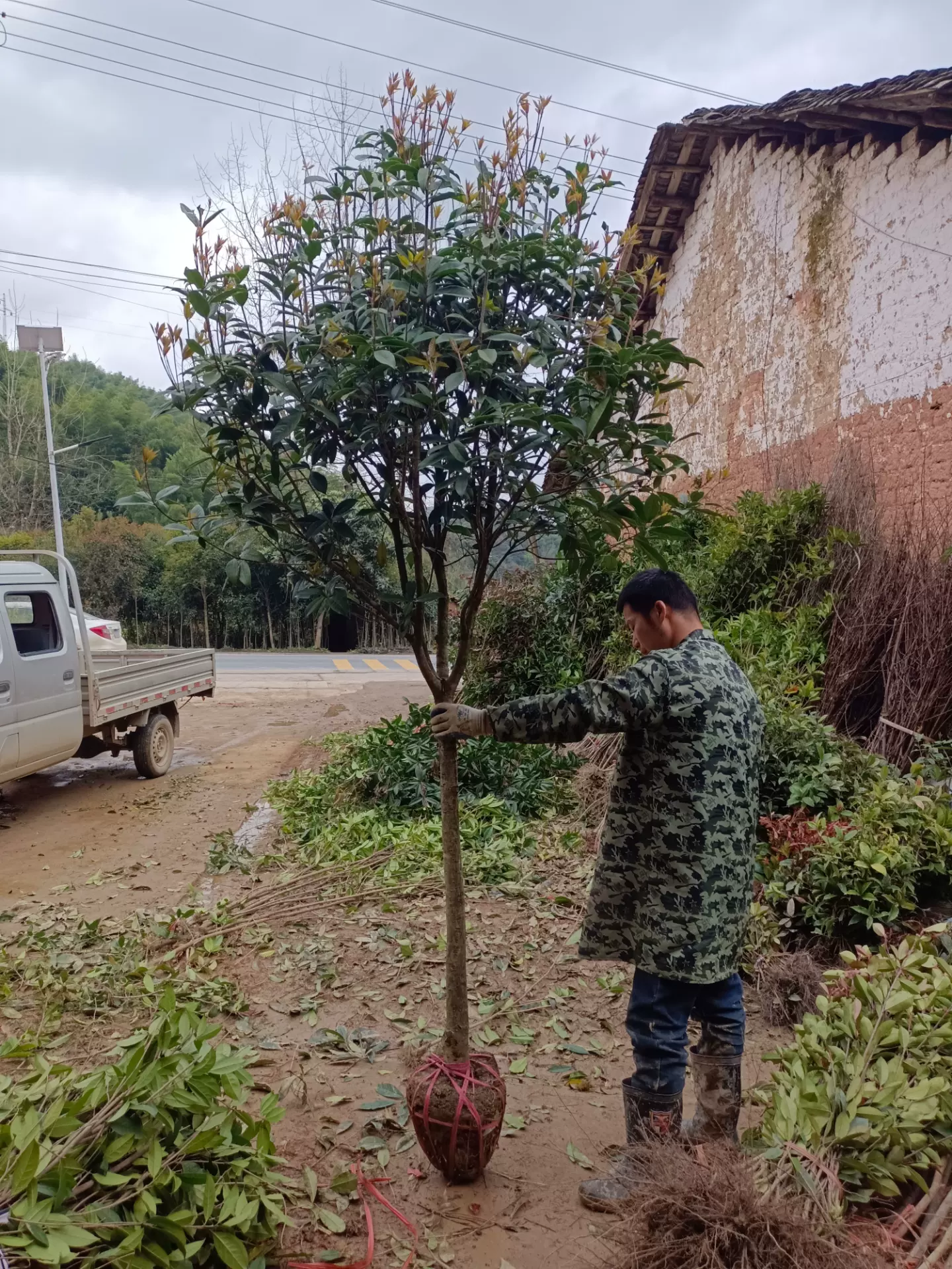 桂花树苗大树金桂丹桂四季桂八月桂状元红