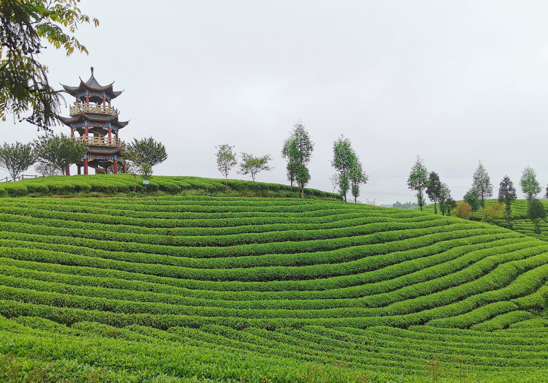 遵义茶寿山旅游度假区景区天气预报