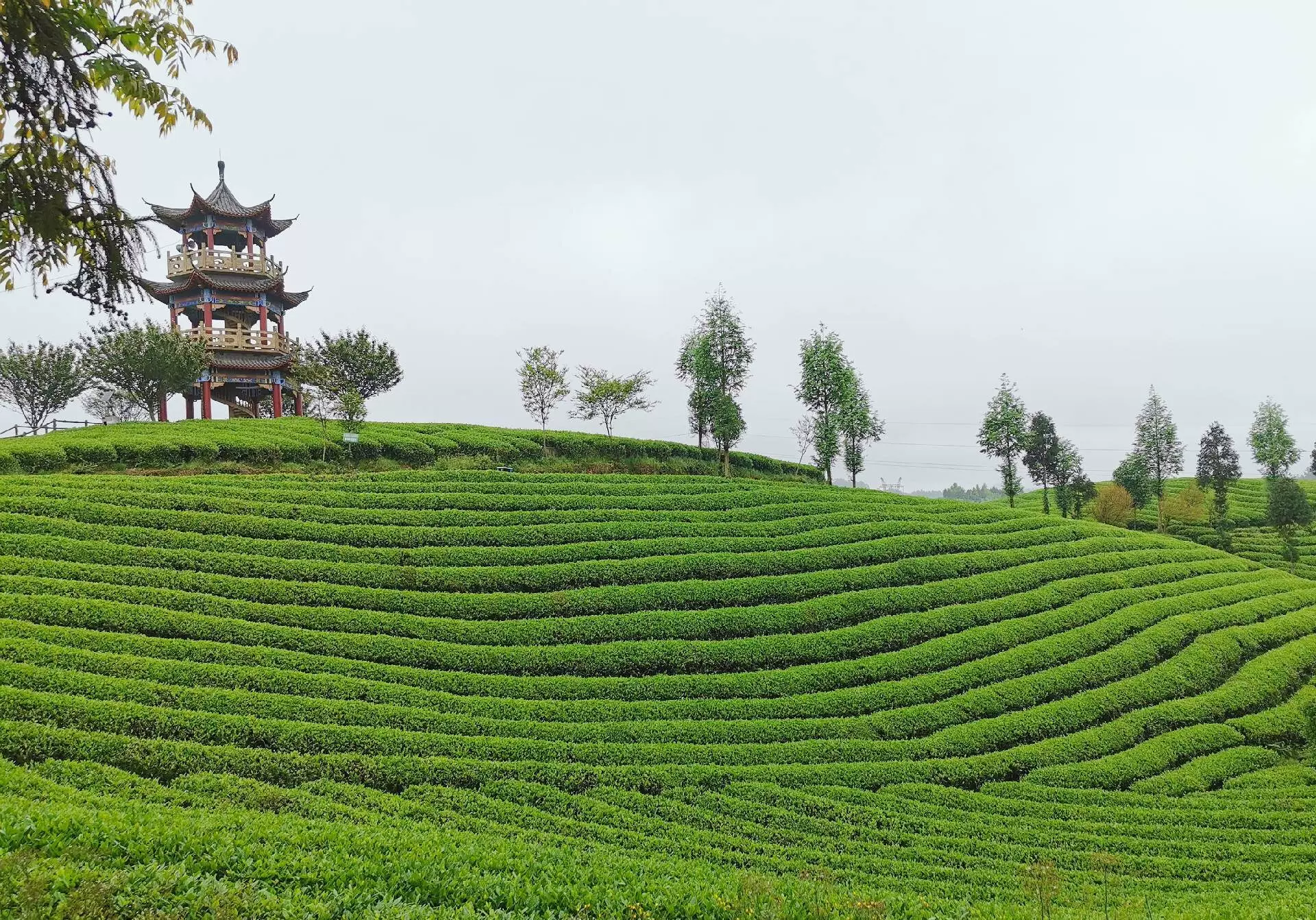 遵义茶寿山旅游度假区图片