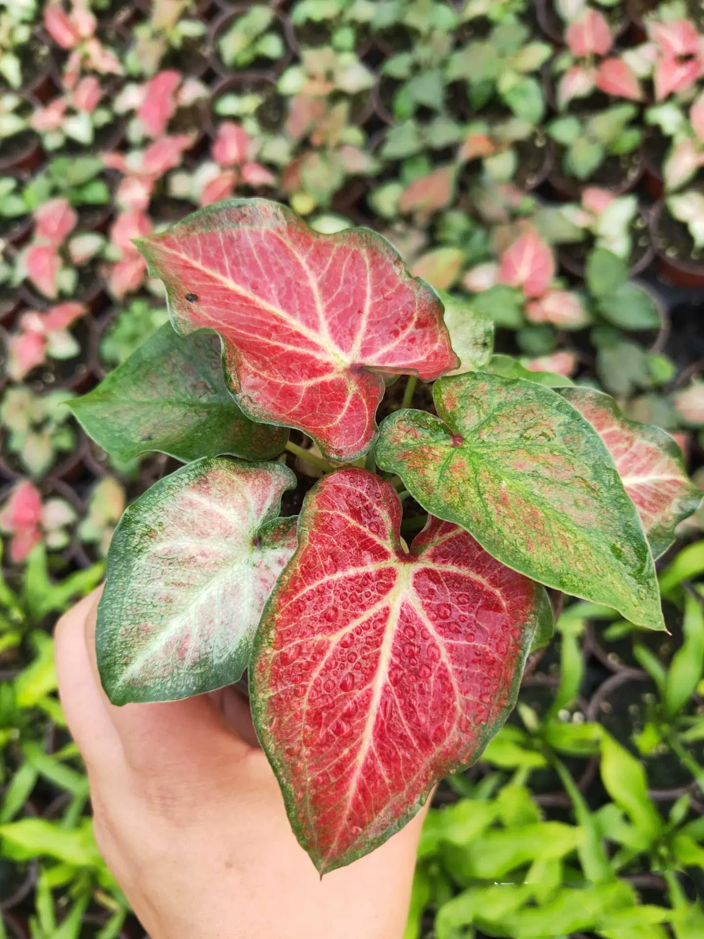 彩叶芋美人芋盆栽网红五彩花叶芋水培海芋竹芋绿植 Taobao