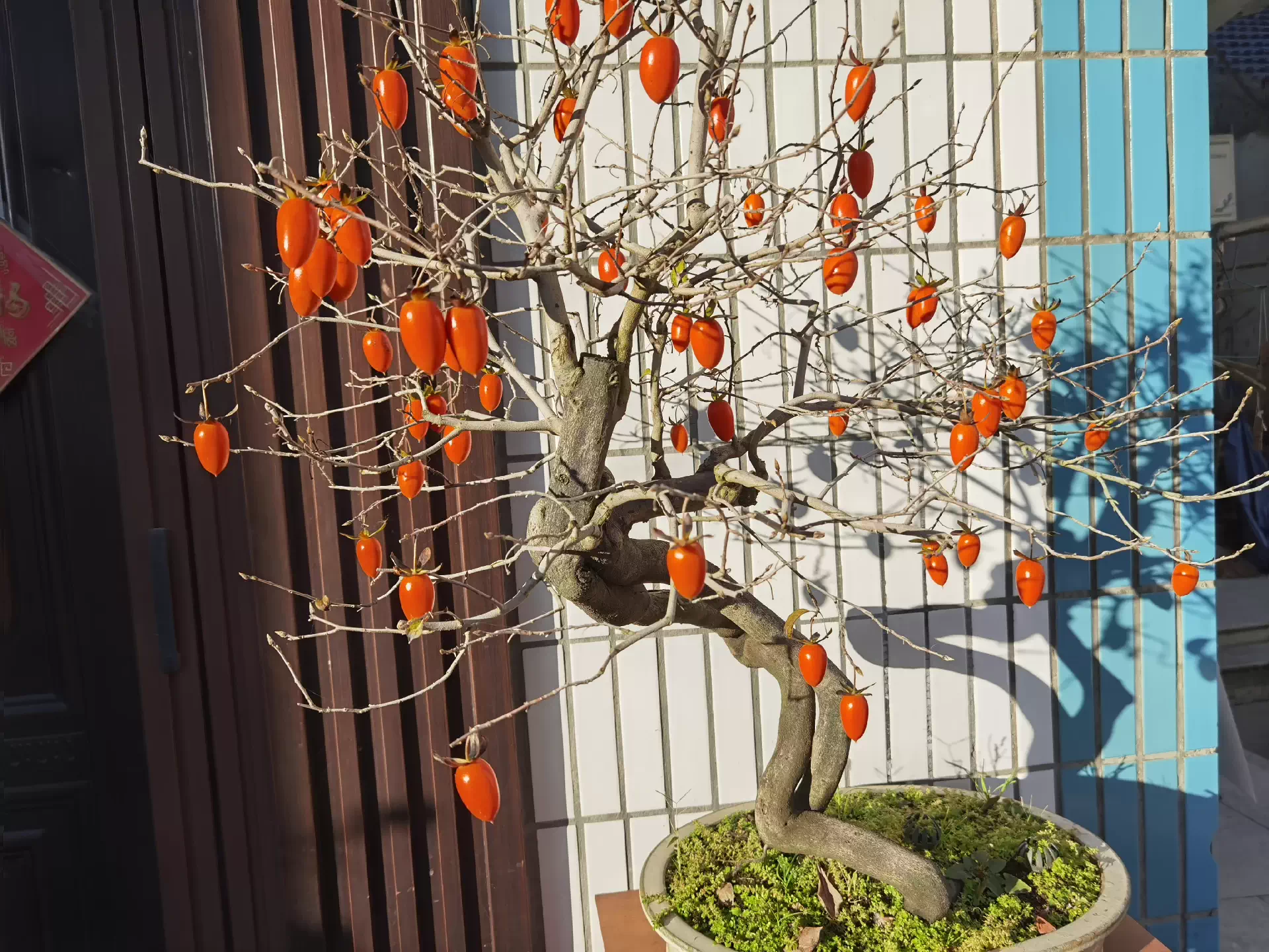 ピンコ様専用老爺柿 大朱鳳、黒鏡 老爺柿，老鴉柿，90*