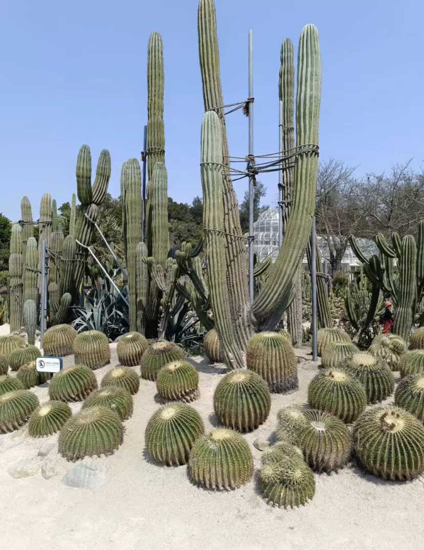 西宁市园林植物园-热带植物观光园图片