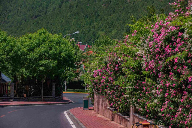 泉城花海景区天气预报