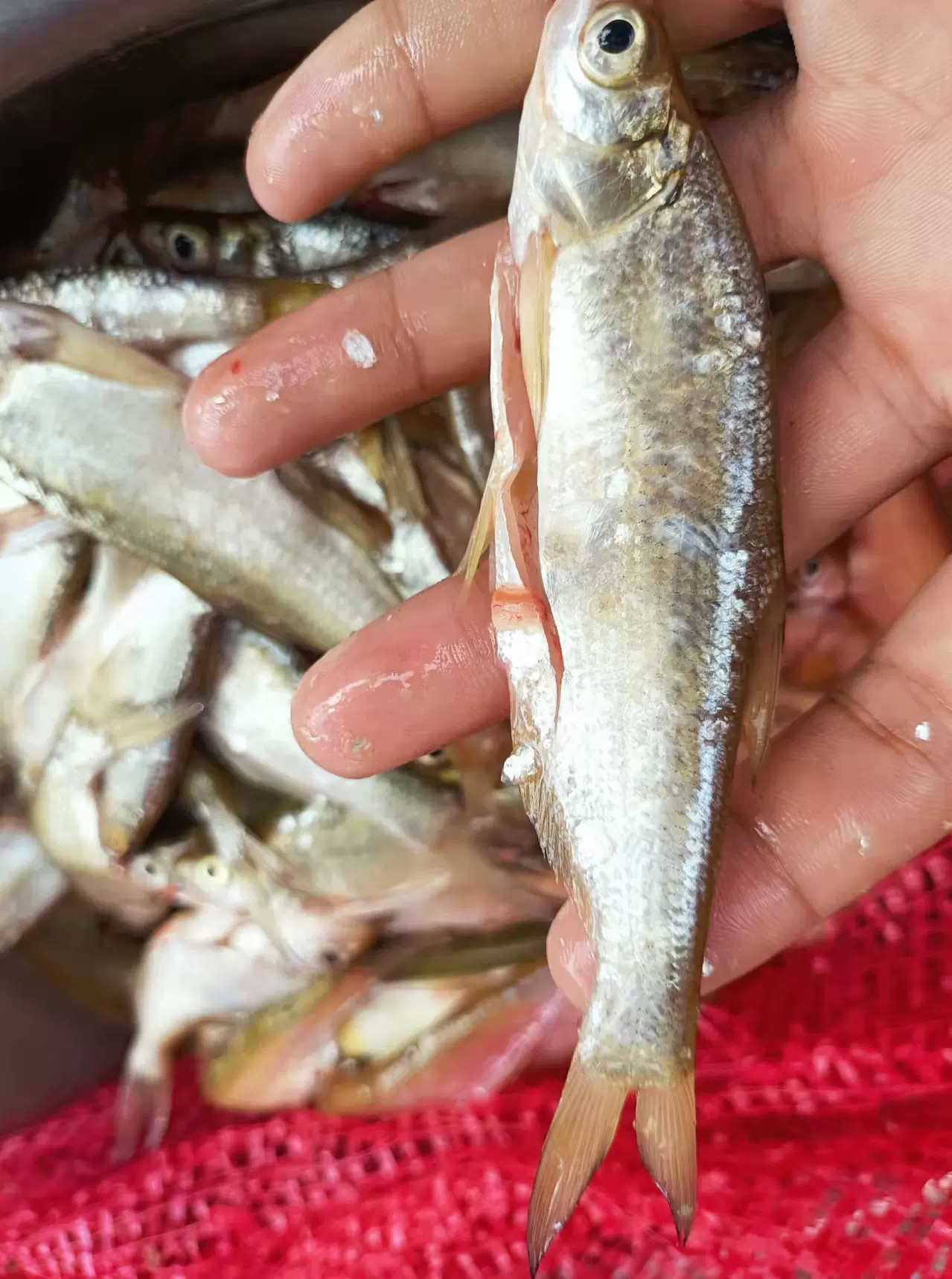 微山湖野生白魚順豐包郵 新鮮小河魚白魚淡水小雜魚