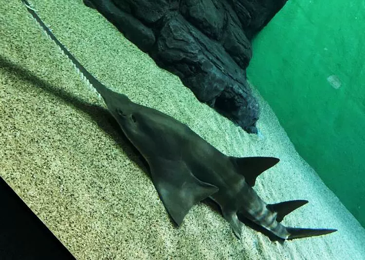 富贵水族馆图片