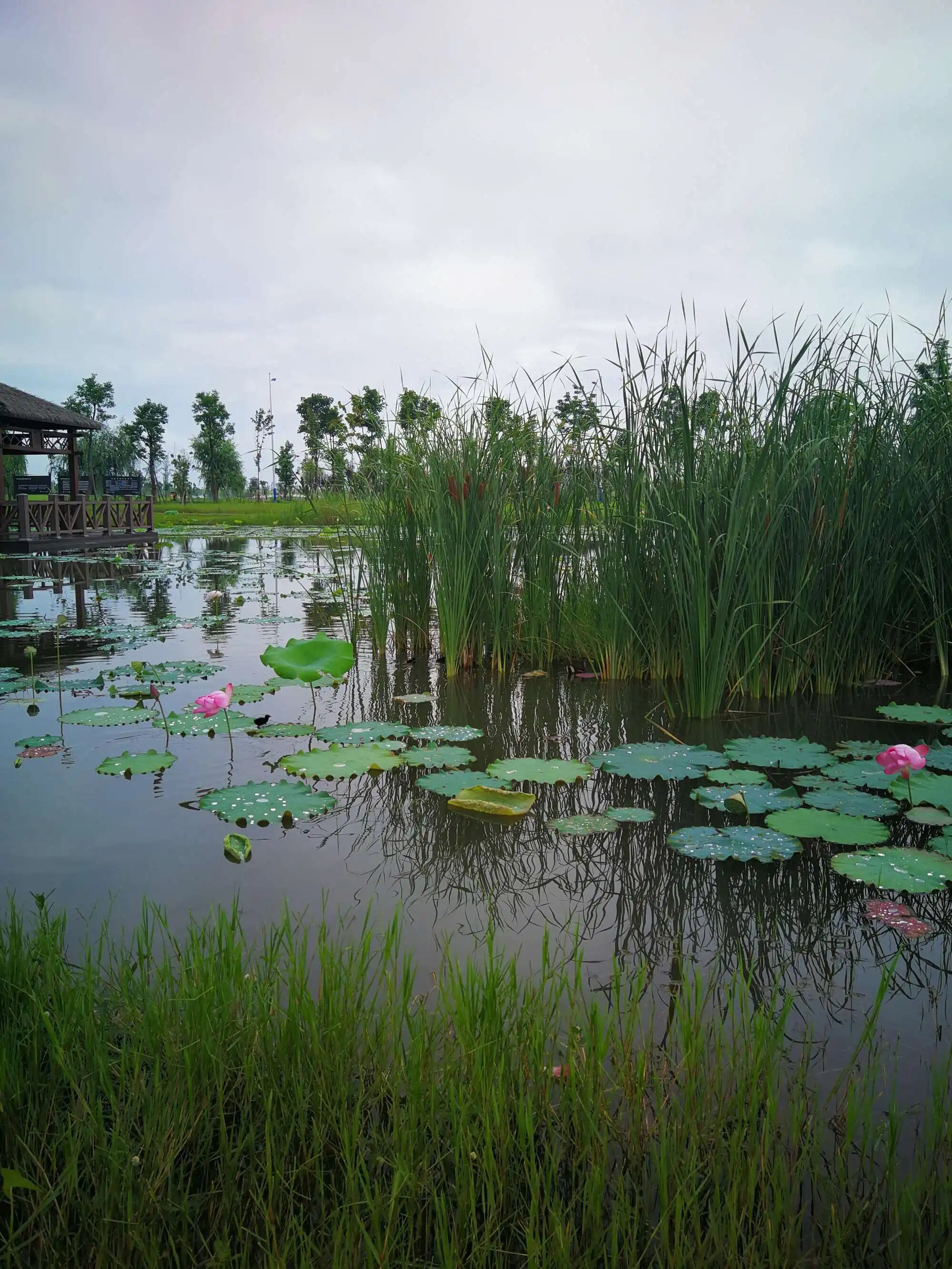 稻谷溪城市湿地公园景区天气预报