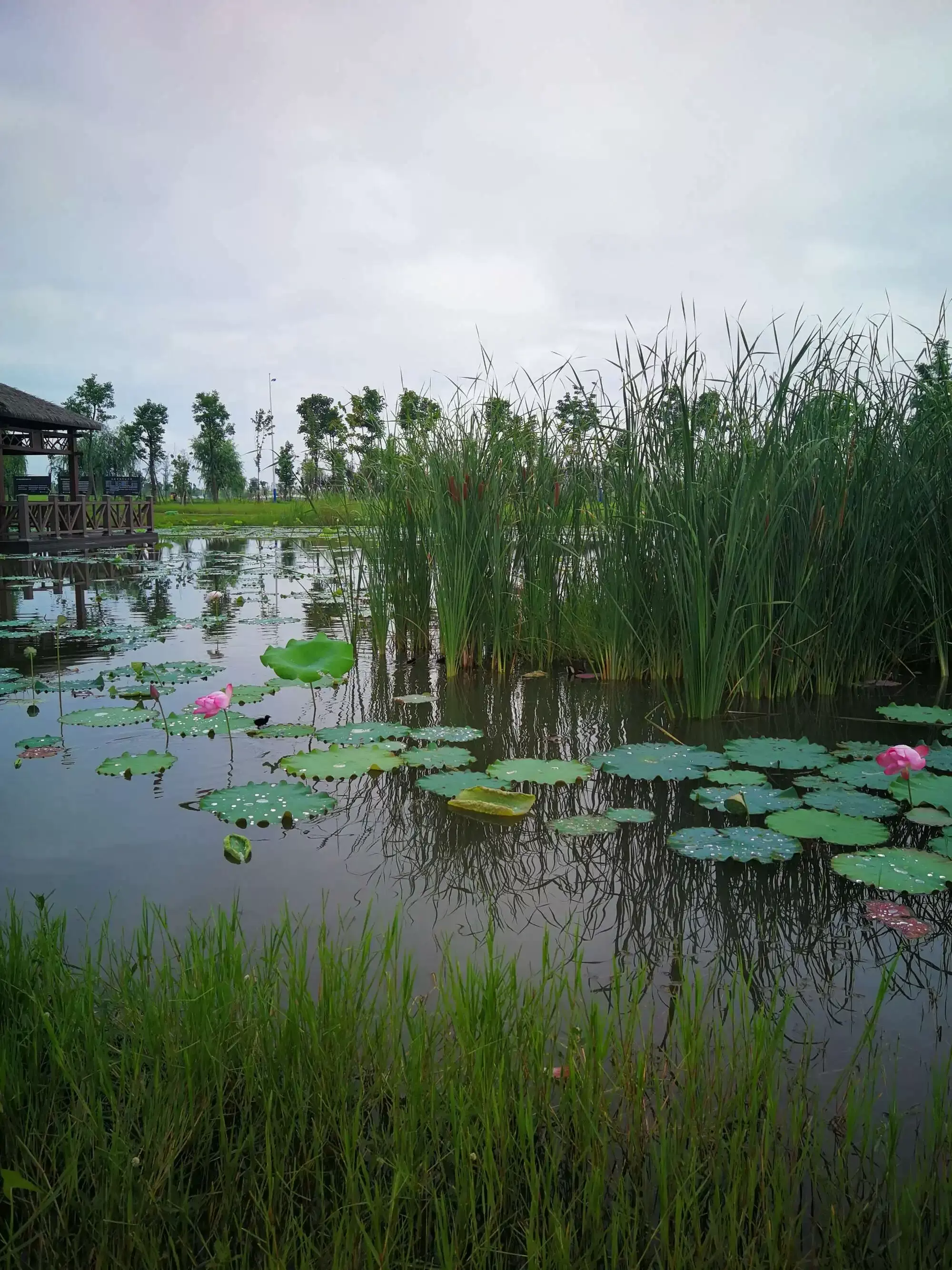 稻谷溪城市湿地公园图片