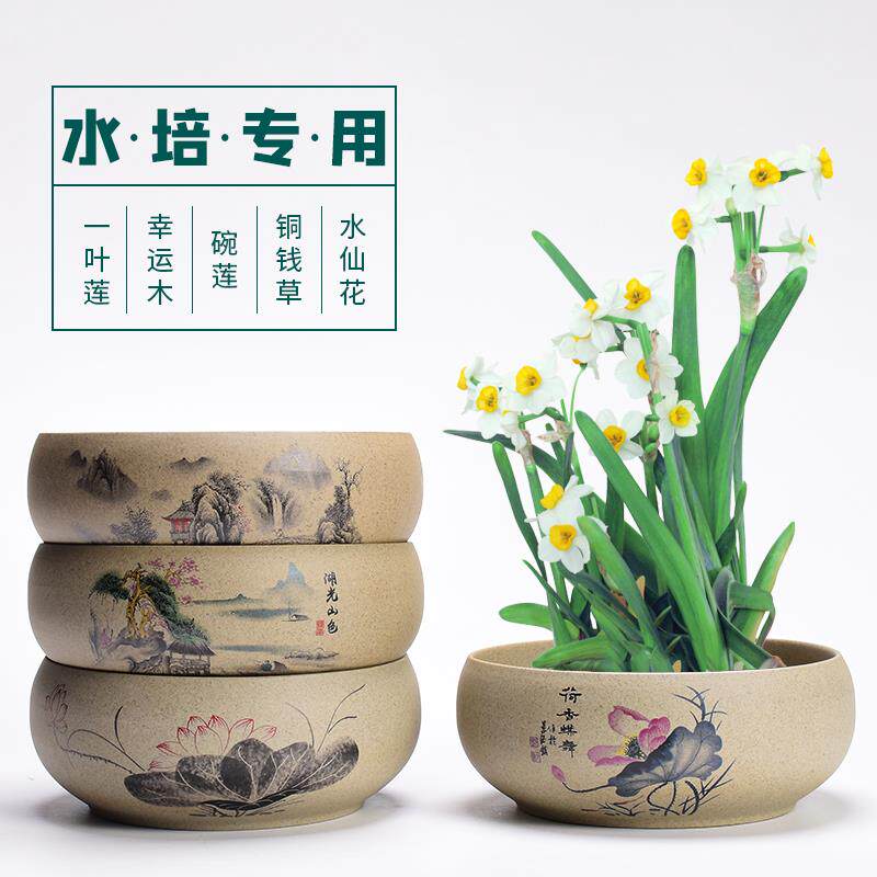 水仙水培神器-淘宝逛一逛