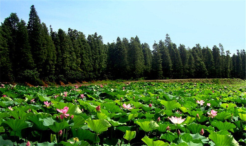 东湖旅游度假区景区天气预报