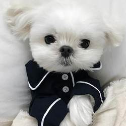 Cat Clothes Teddy Pomeranian Schnauzer Autumn Winter Puppy Pajamas Bichon Cat Small Dog Cute Pet Clothes