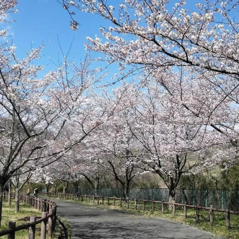 樱花公园图片