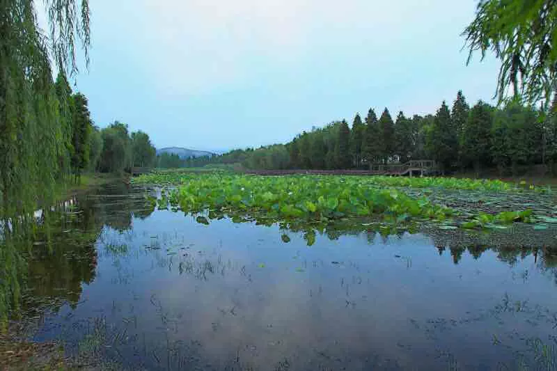 花凉亭水库湿地图片