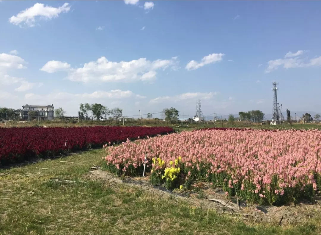 云海芳草千亩花卉博览园图片