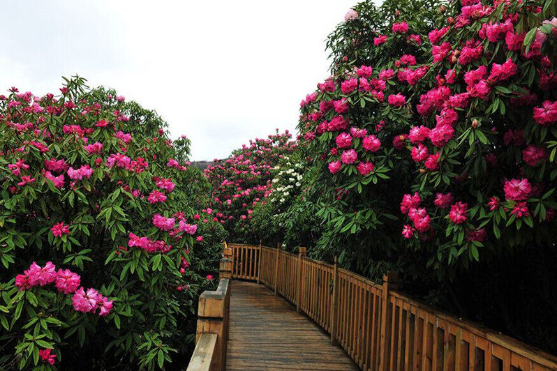 百里杜鹃千年紫薇园景区天气预报