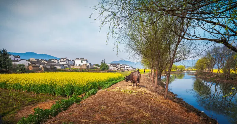 严田古樟园图片