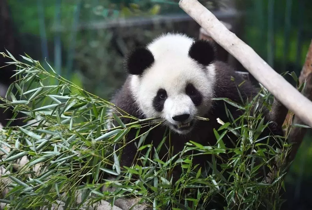 爱保中华大熊猫苑图片