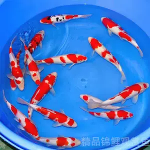 红白锦鲤鱼- Top 100件红白锦鲤鱼- 2024年6月更新- Taobao