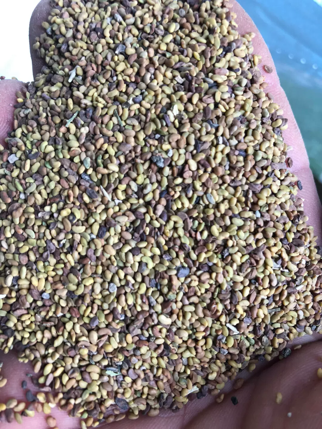 紫花苜蓿种子18元一斤 5斤起包邮 偏远地区除外 有