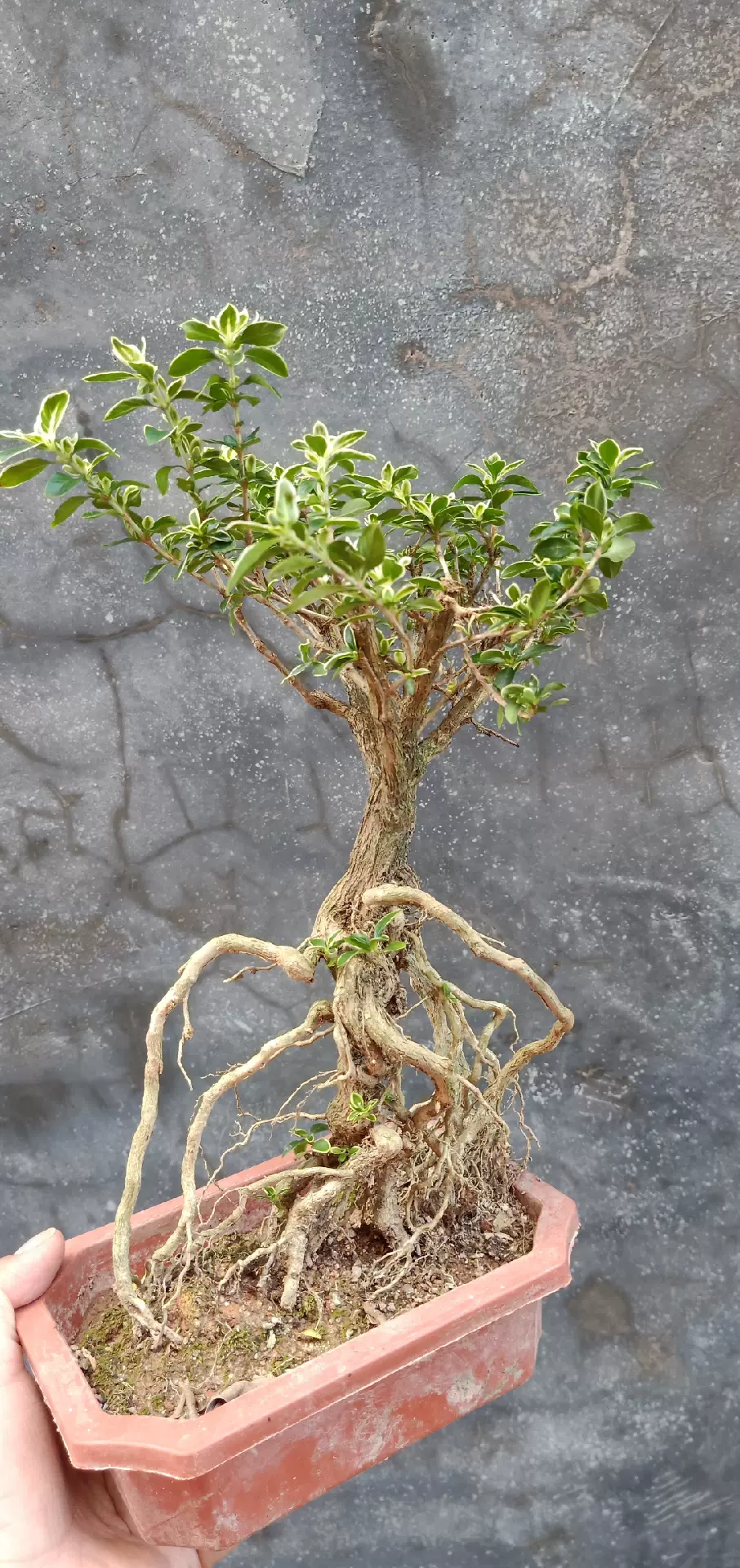 六月雪提根盆景 小盆栽白花重瓣微型造型 四季常青