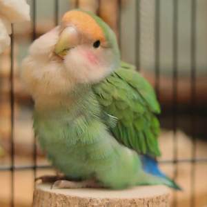 
Limited hand-raised peony live birds, chicks, high-purity violet young birds, can talk, pets and relatives are easy to feed