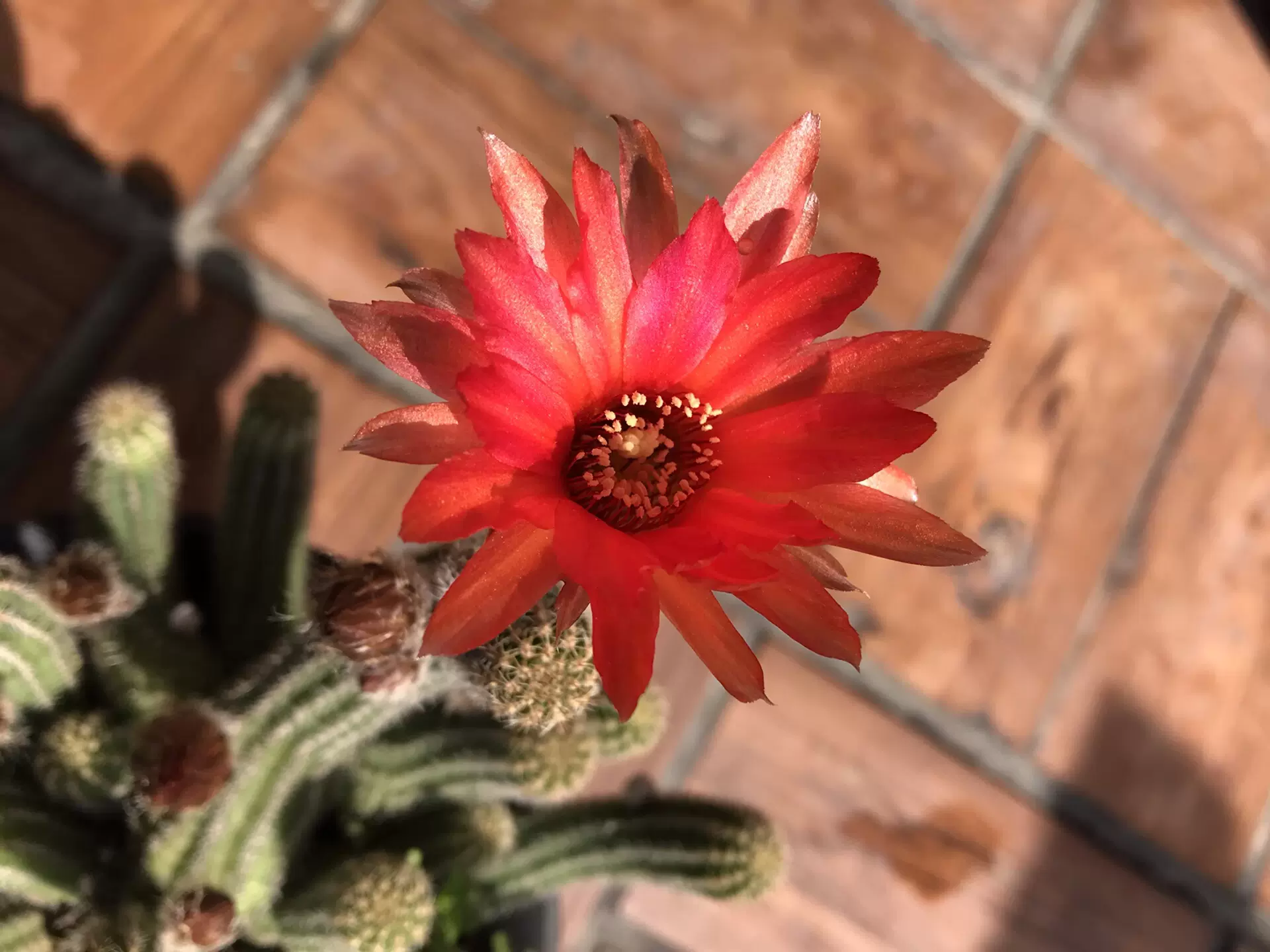 白檀 红花群生 15cm盆 花色有时带点紫色