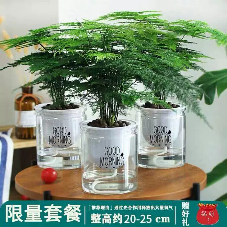 2盆特价12 8 文竹盆栽绿植室内土水培植物云竹