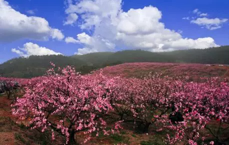 枝江市安福寺万亩桃花园图片