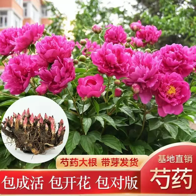 芍药花苗重瓣带芽老根大根块四季开花多年生阳台庭院浓