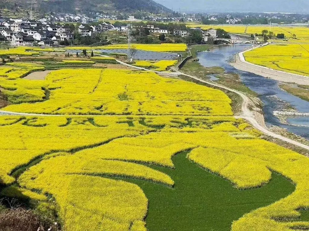 清溪油菜花海图片