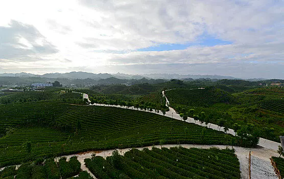 风冈县知青茶山景区图片