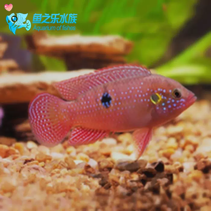 紅寶石魚 馬鯛 短鯛類 中型魚兇猛熱帶魚觀賞魚活體