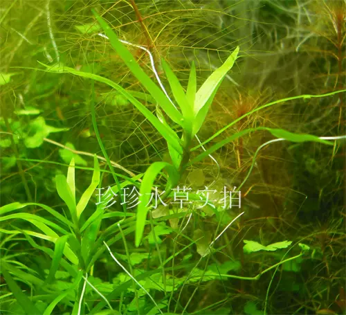 水草小竹叶 小艾克