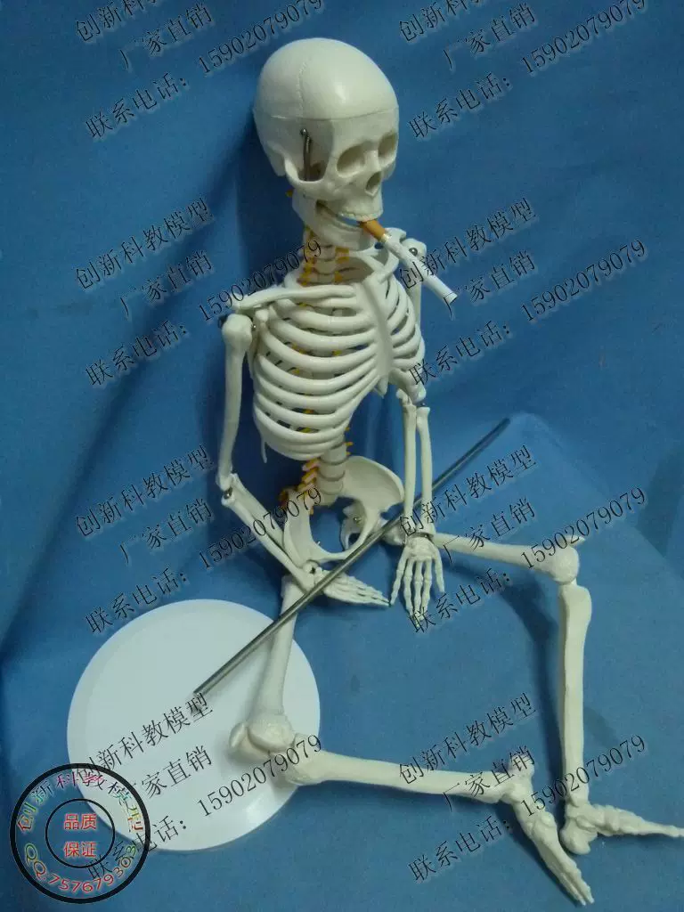 85CM人体骨骼骨架塑料骷髅骨带椎间盘神经根人体模型人骨标本-Taobao