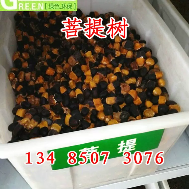 菩提樹種子菩提子樹種緬菩提樹的種子金剛菩提籽綠化樹苗