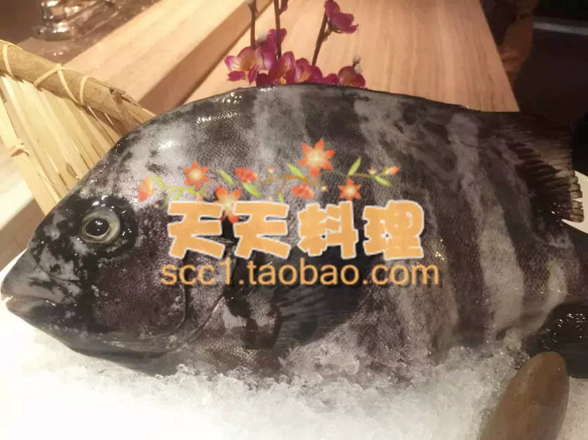 天天料理 新鲜订制石鲷鲷鱼石立刺身料理鱼生筑地市场