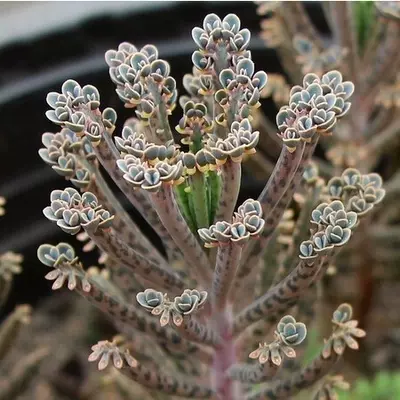 室內綠植彩葉棒葉羽葉不死鳥落地生根多肉植物防輻射